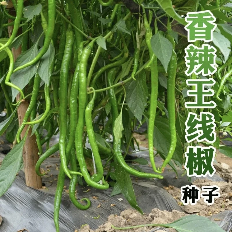香辣王线椒种子家庭小院种菜阳台盆栽种植【贝妈同款】