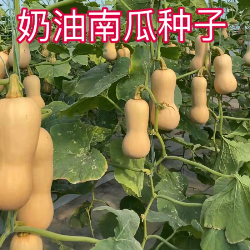 【奶油南瓜种子】香甜软糯南瓜种子家庭小院阳台盆栽种菜简单春季
