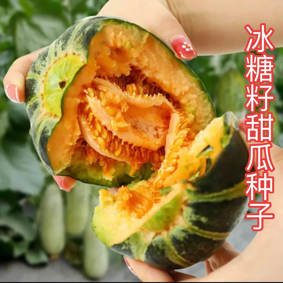 【冰糖籽甜瓜种子】香酥甜脆春季易种水果甜瓜蔬菜种子