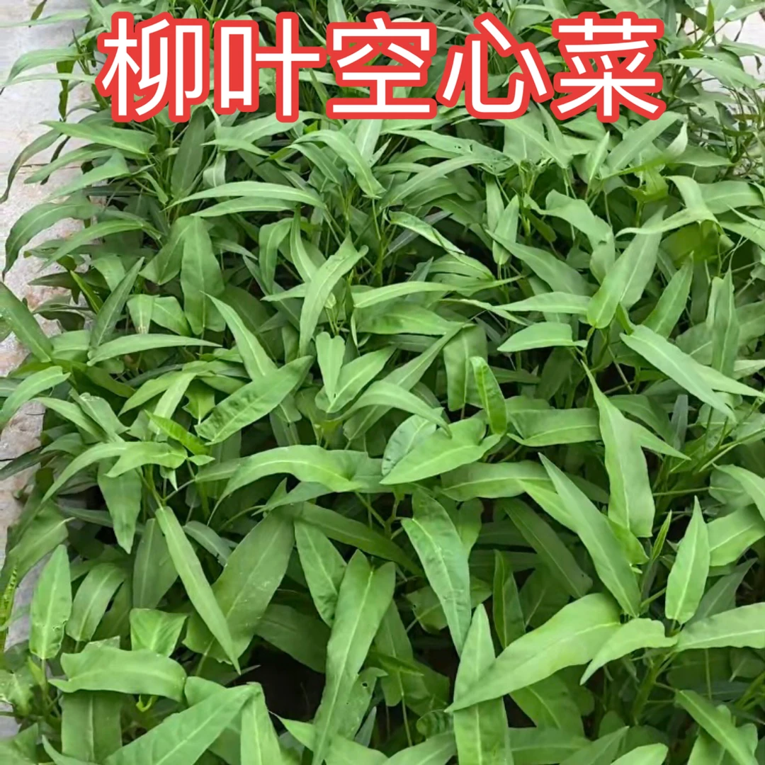 【空心菜种子】柳叶空心菜三叉空心菜种子夏季耐热蔬菜