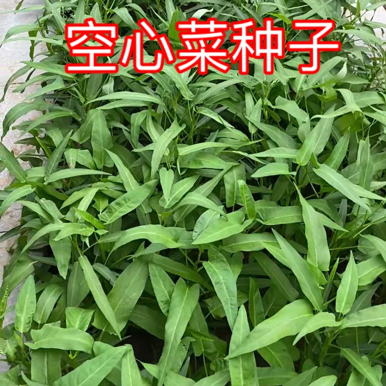 【空心菜种子】柳叶空心菜三叉空心菜种子耐热家庭小院阳台种菜