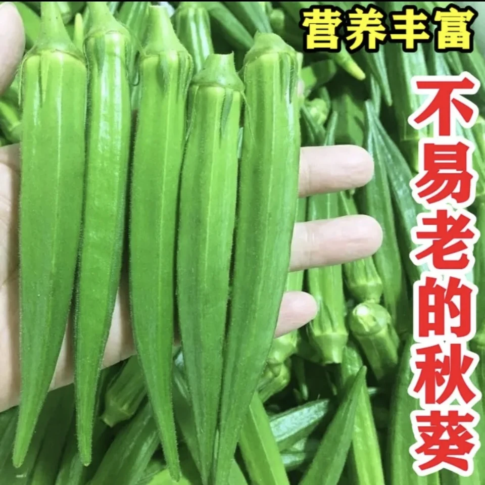 【水果秋葵种子】不易老高产绿秋葵种子红秋葵