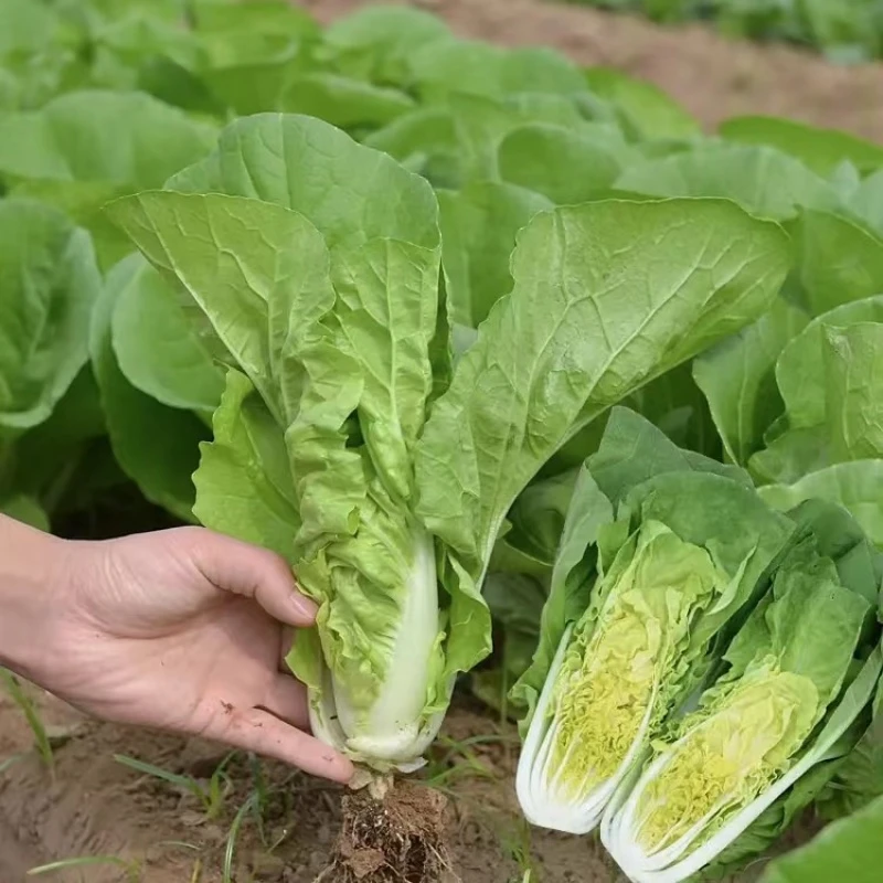 奶油快菜种子阳台小院家庭种菜速生小白菜青叶菜