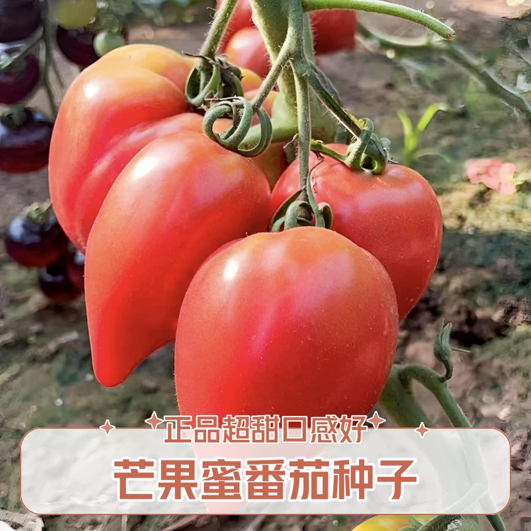 【芒果蜜番茄种子】正品对版超甜沙瓤西红柿种子