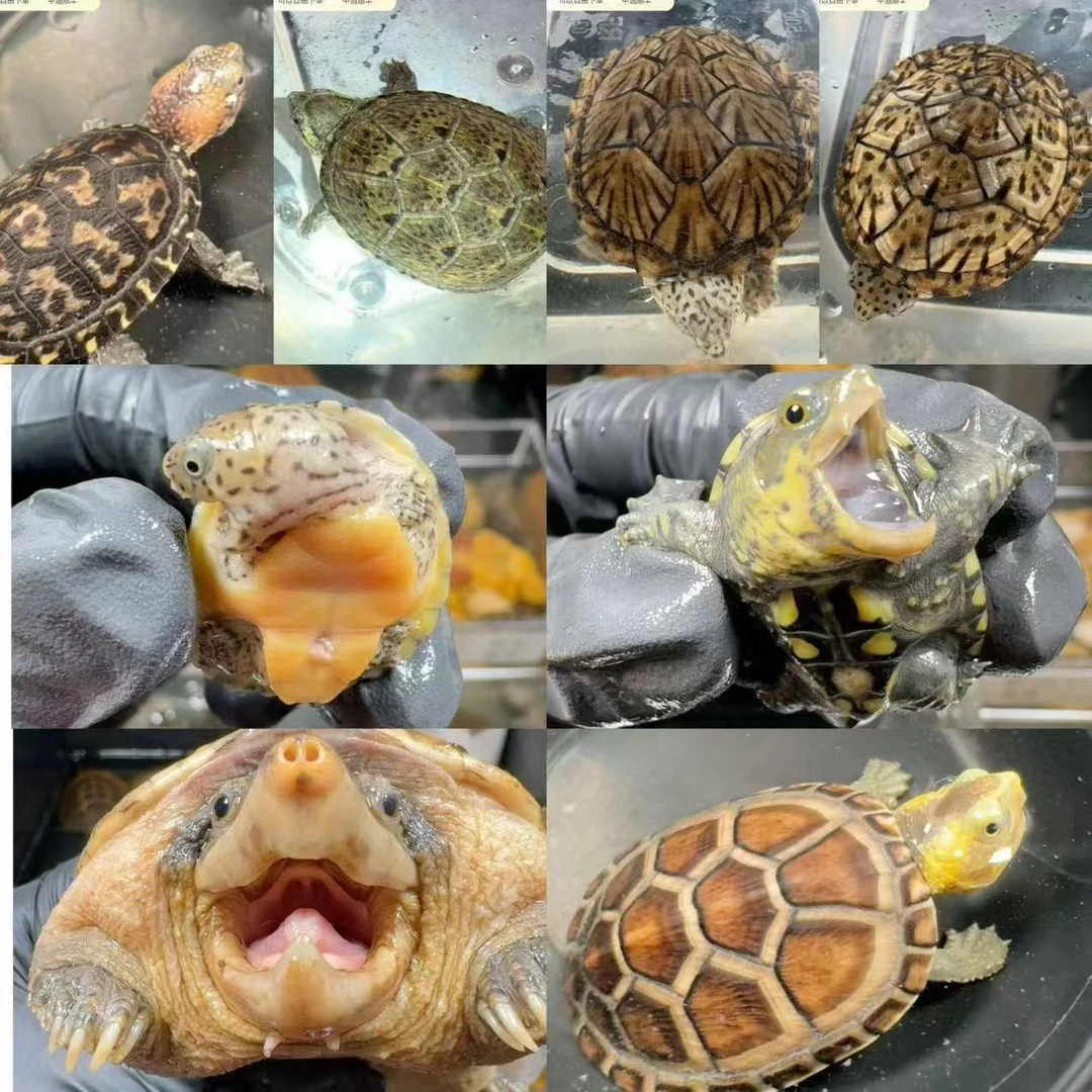 超萌好物 窄桥墨蛋果核花面白唇圆奥棱背乌龟