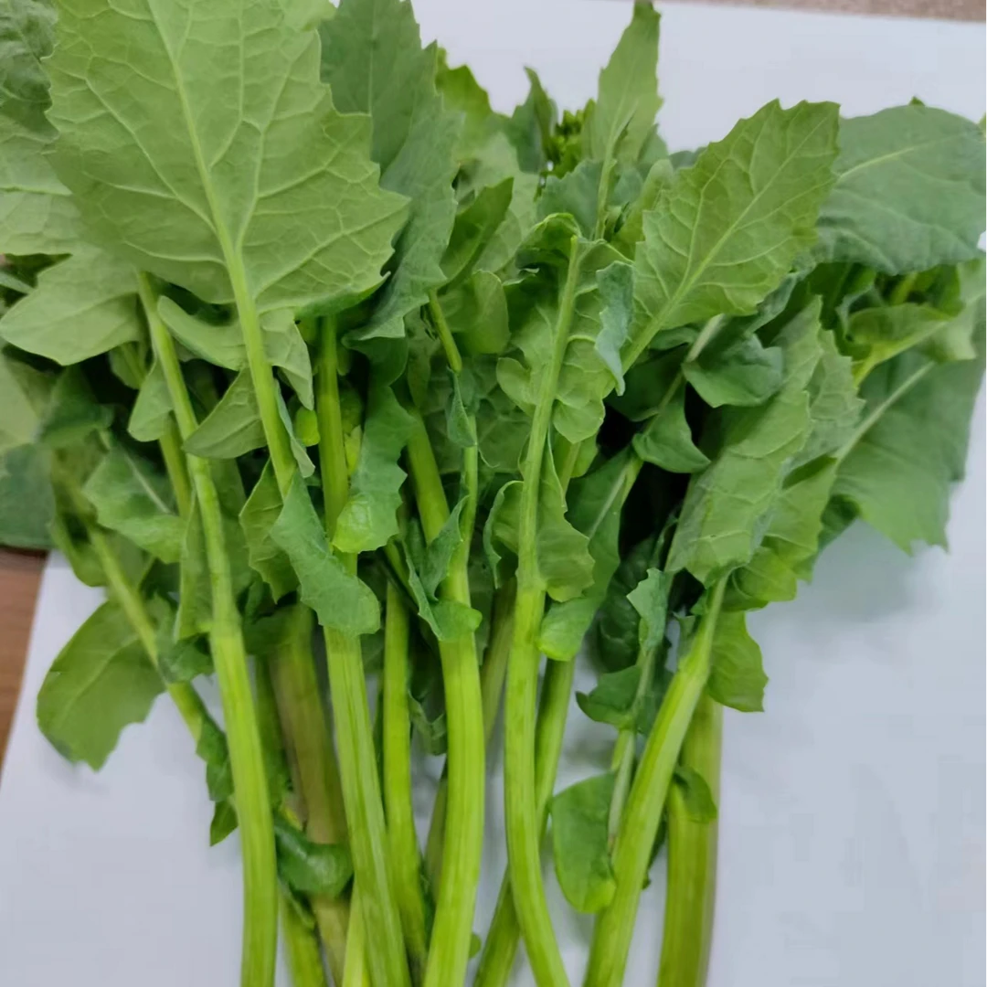 板蓝根油菜苔现摘现发