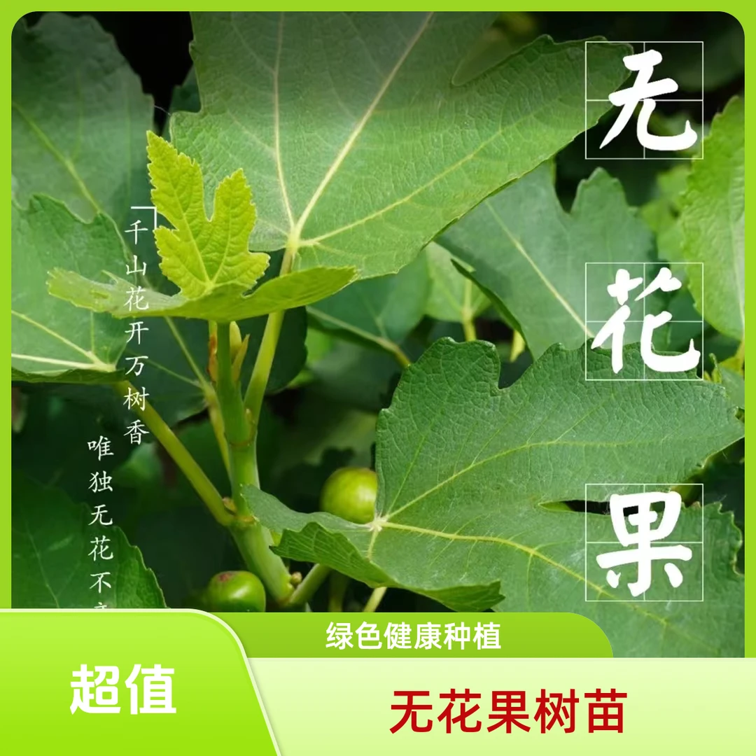 【无花果树苗】带果南方北方种植阳台庭院盆栽地栽现挖现发