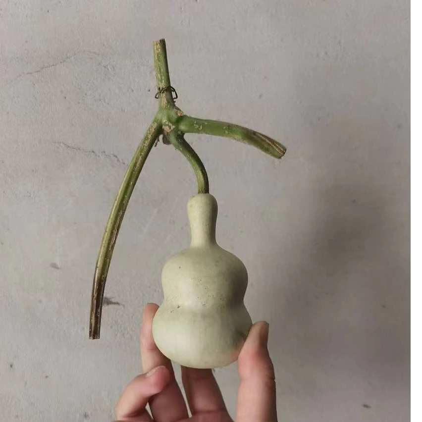 葫芦直播间链接3