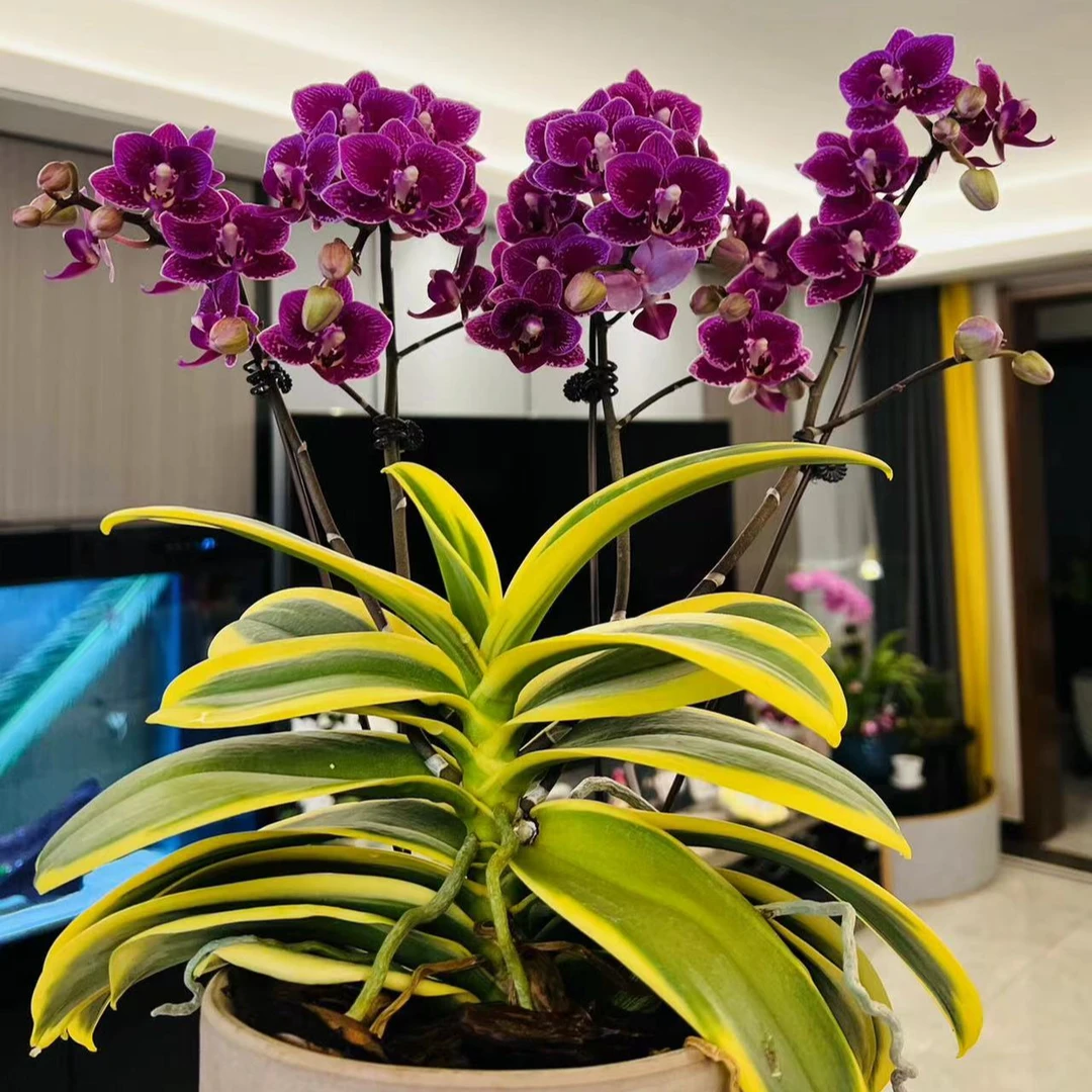 3.5杯  稀少品种 2个花剑 【金叶咖啡】蝴蝶兰