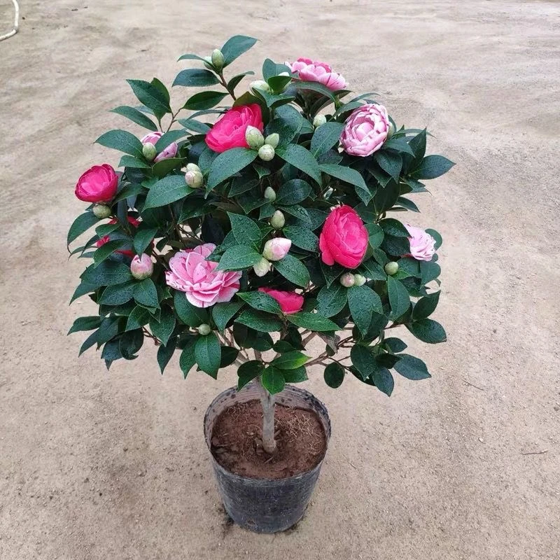 山茶花树苗庭院盆栽浓香型香妃五色赤丹花卉四季好养室内外绿植