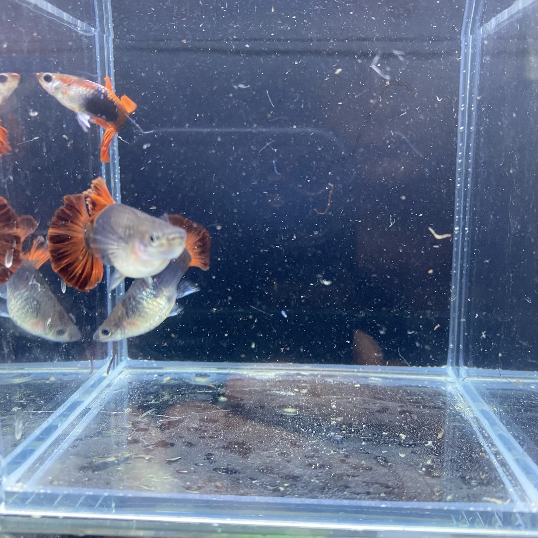 菊花帆褶扇种鱼（入缸不包损不开袋确认好鱼的状态）