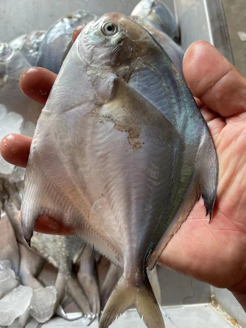 大连杏树当地海捕银鲳鱼3斤（真空速冻）美味食用顺丰海鲜生鲜野生