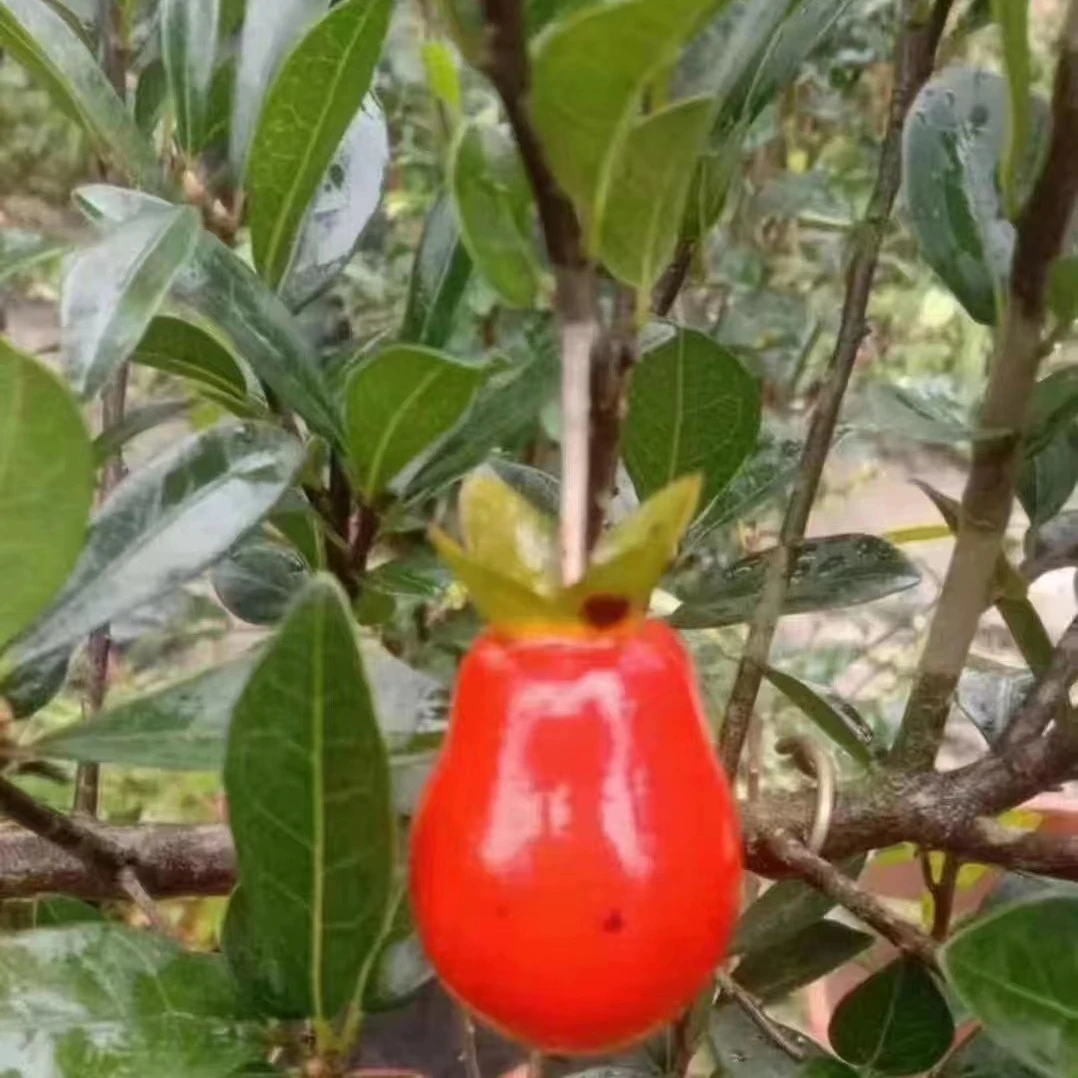 金弹子盆景素材 万年青 紫金血红葫芦