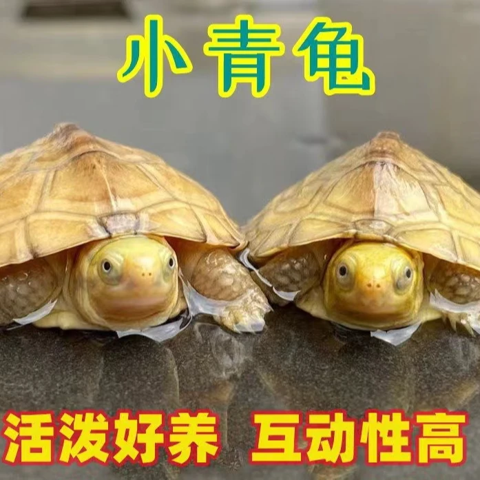 小青苗人工繁殖黄喉小青龟三黄小青龟观赏龟人工养殖非野生