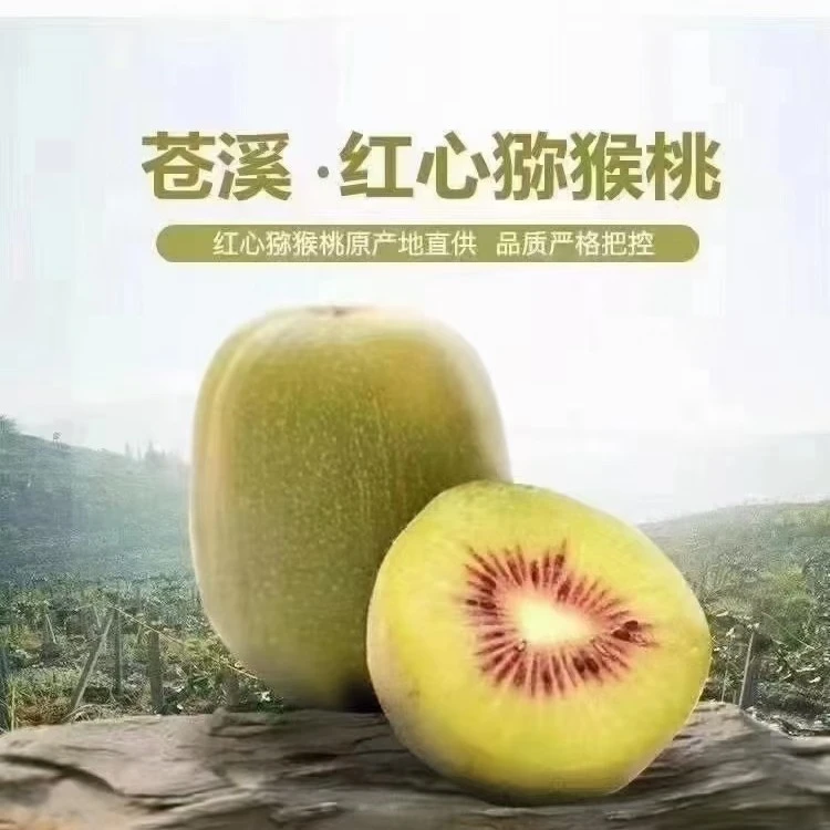 四川苍溪红心猕猴桃新鲜当季儿童植物正宗四川红心猕猴桃