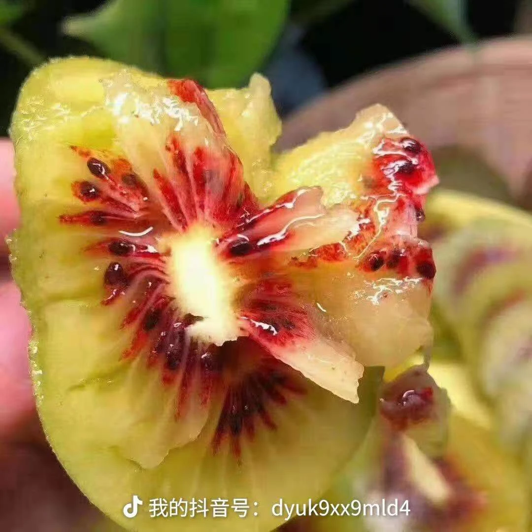 四川苍溪红心猕猴桃新鲜当季水果香甜奇异果正宗