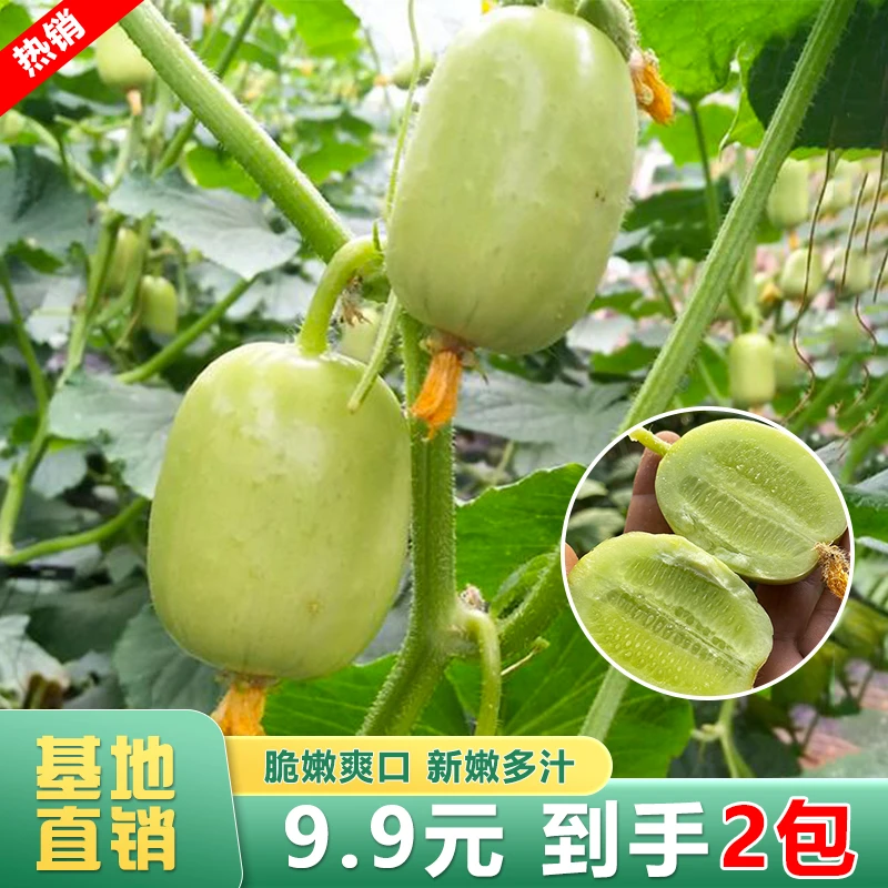 四季可种简单家庭种植水果玉女黄瓜种子迷你新品种