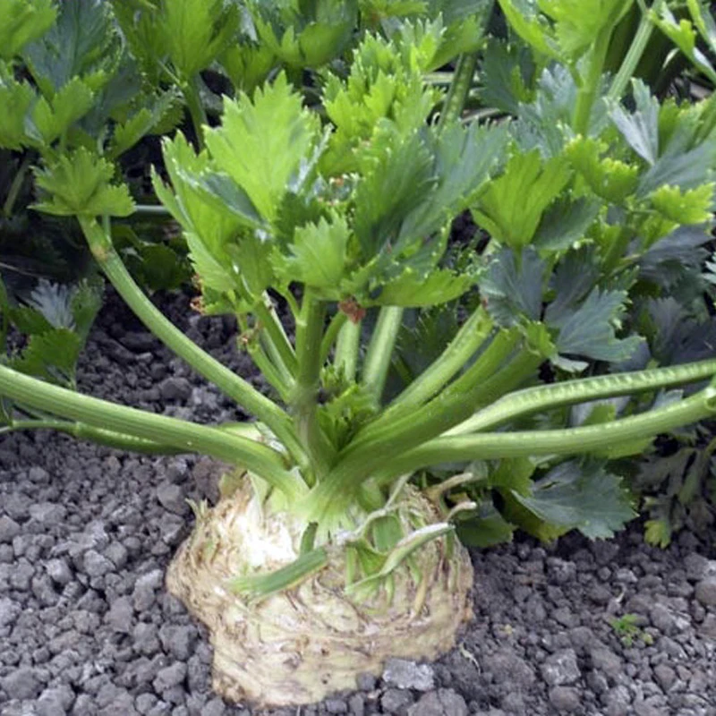 地中海根芹种籽 可以吃根的洋芹菜 好养又好吃 阳台小院都能种植