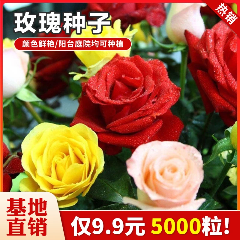 玫瑰花种子红刺玫瑰花种阳台庭院盆栽