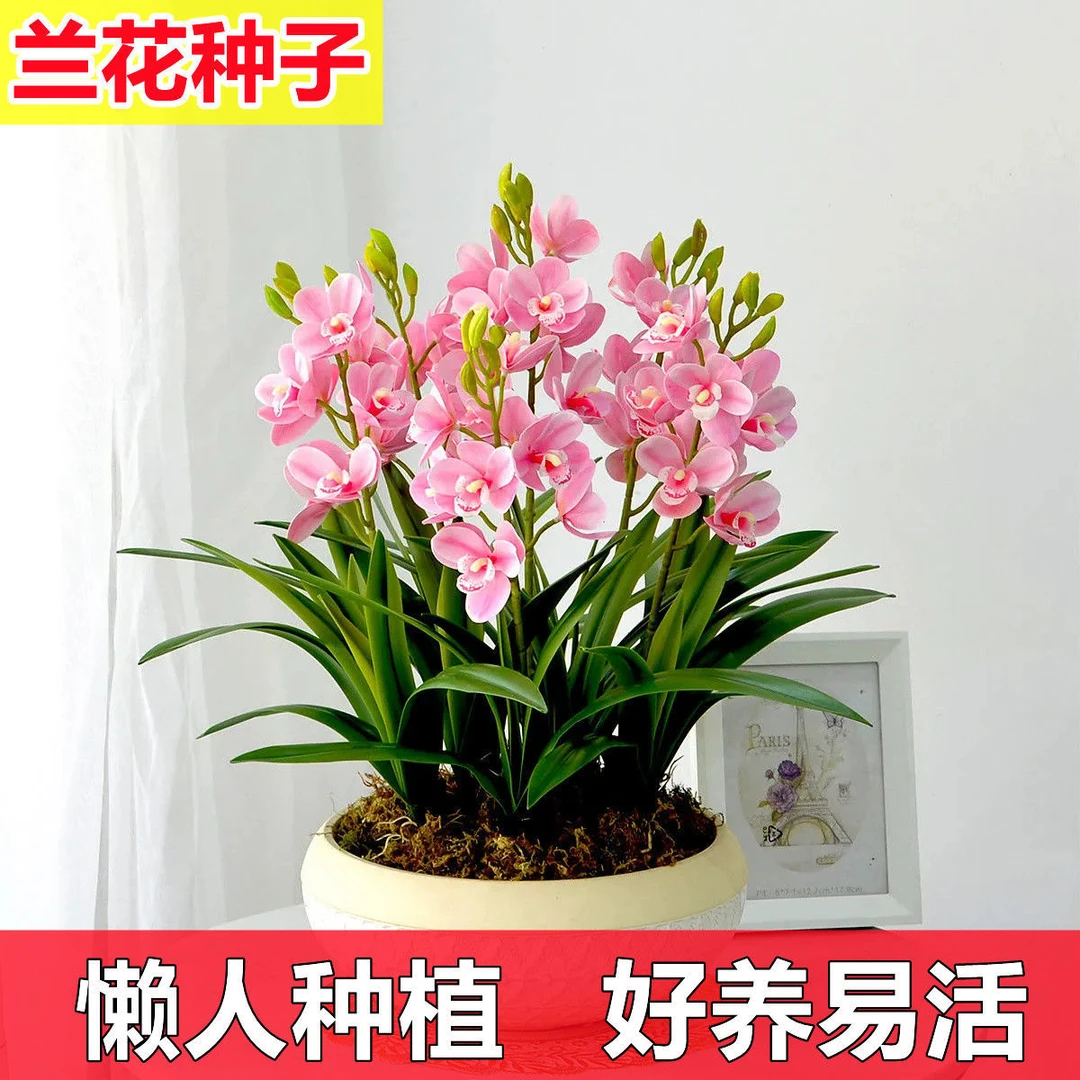 兰花种子四季开花好养活花种子室内阳台庭院种植养大种籽