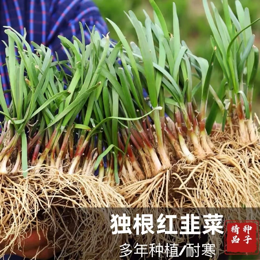 红根韭菜种子 宽叶红根老品种 抗寒耐冻阳台小院都能种 好吃好养