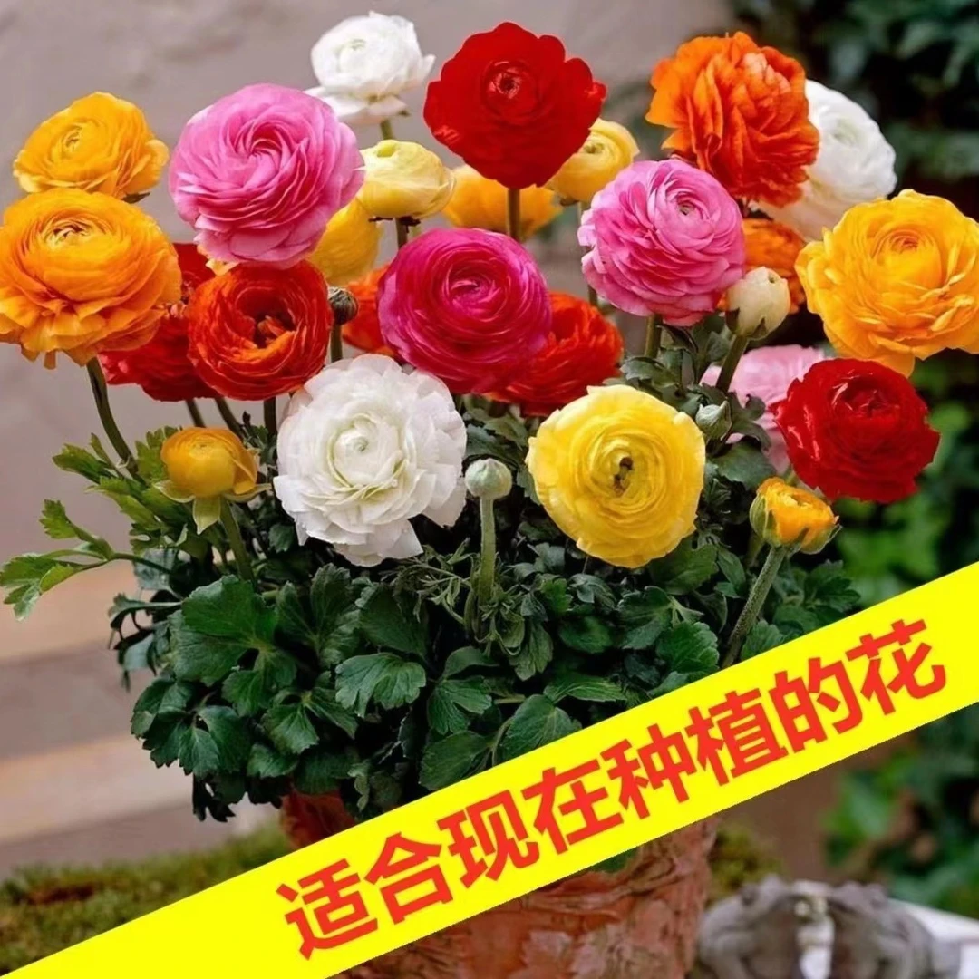 花毛茛种球洋牡丹盆栽重瓣带芽铃兰种球根室内外阳台四季开鲜花卉