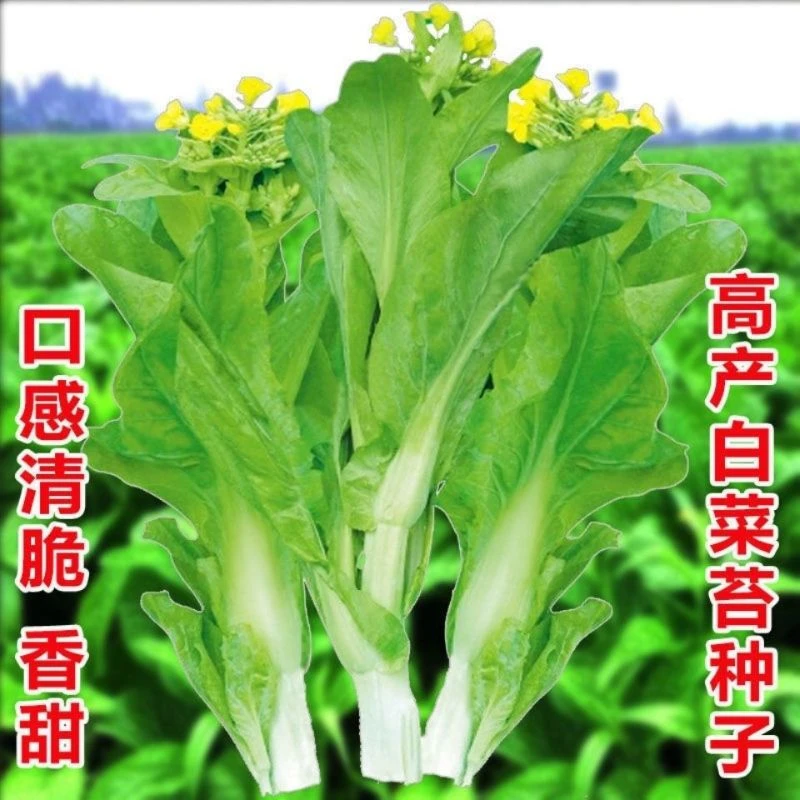 白菜苔种子四季可种阳台家庭种植脆嫩可口