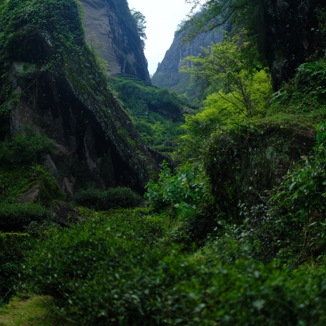 天心村岩谨-古井（单泡装）
