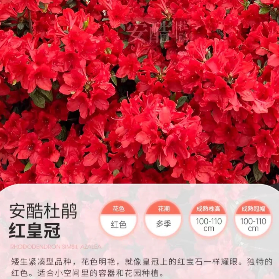 盛燕园艺【红皇冠】3加仑小漂亮国四季品种杜鹃高45冠幅40左右