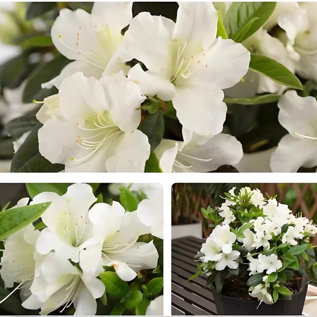 盛燕园艺【天使】3加仑漂亮国四季品种鹃左右耐热耐寒高45冠幅60cm