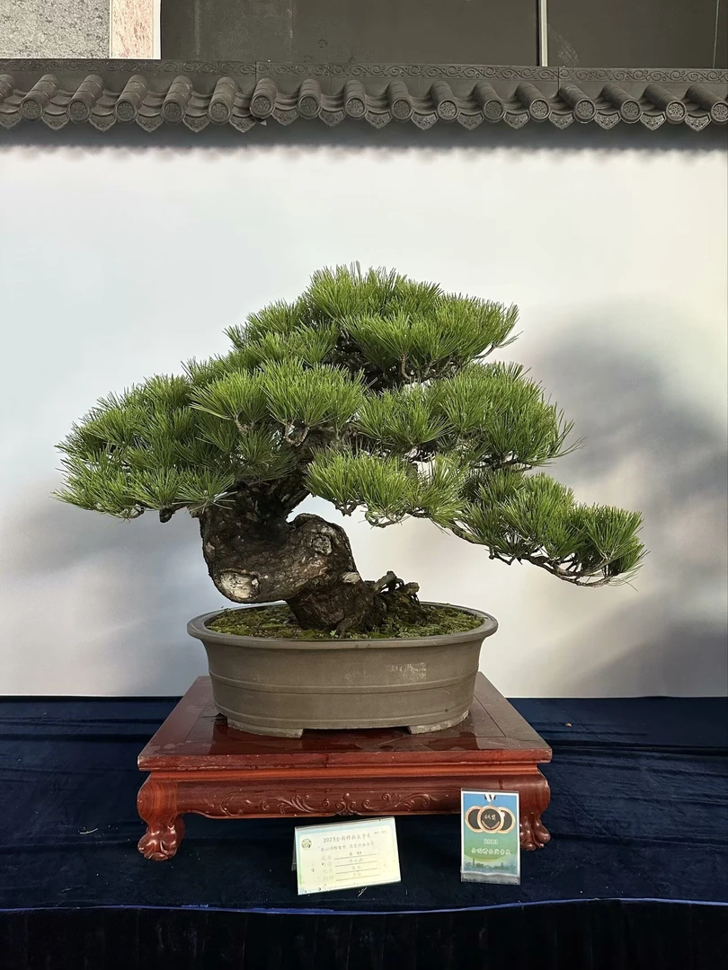 五针松一物一拍链接