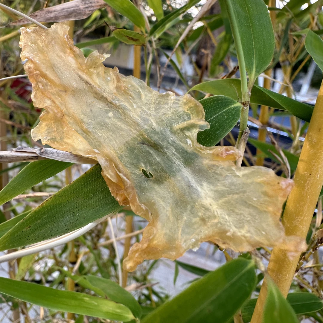 中断胶 鳕鱼胶 250-500克 广东海味干货