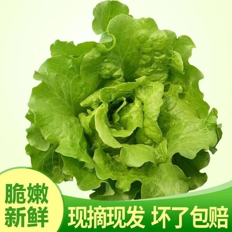 促销【新鲜生菜】当季新鲜意大利生菜当天采摘新鲜发货脆嫩爽甜