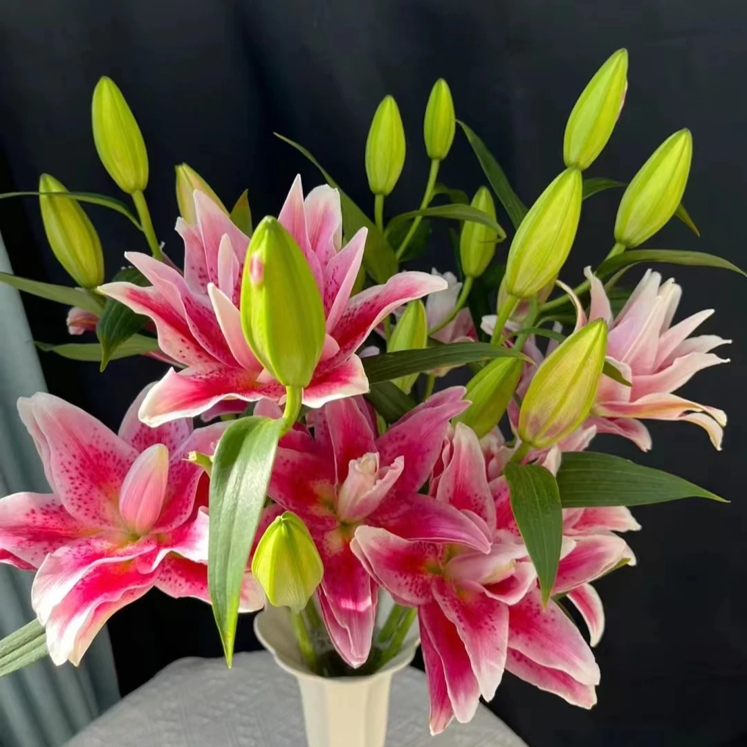 A级 达林达 重瓣香水百合