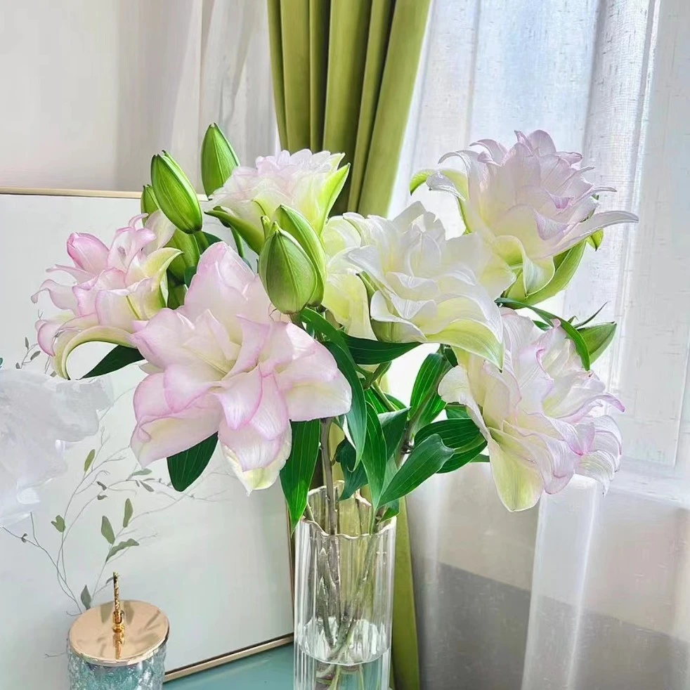 A级 冰美人重瓣香水百合 （上色度与地域光照有关 不包上色哦）