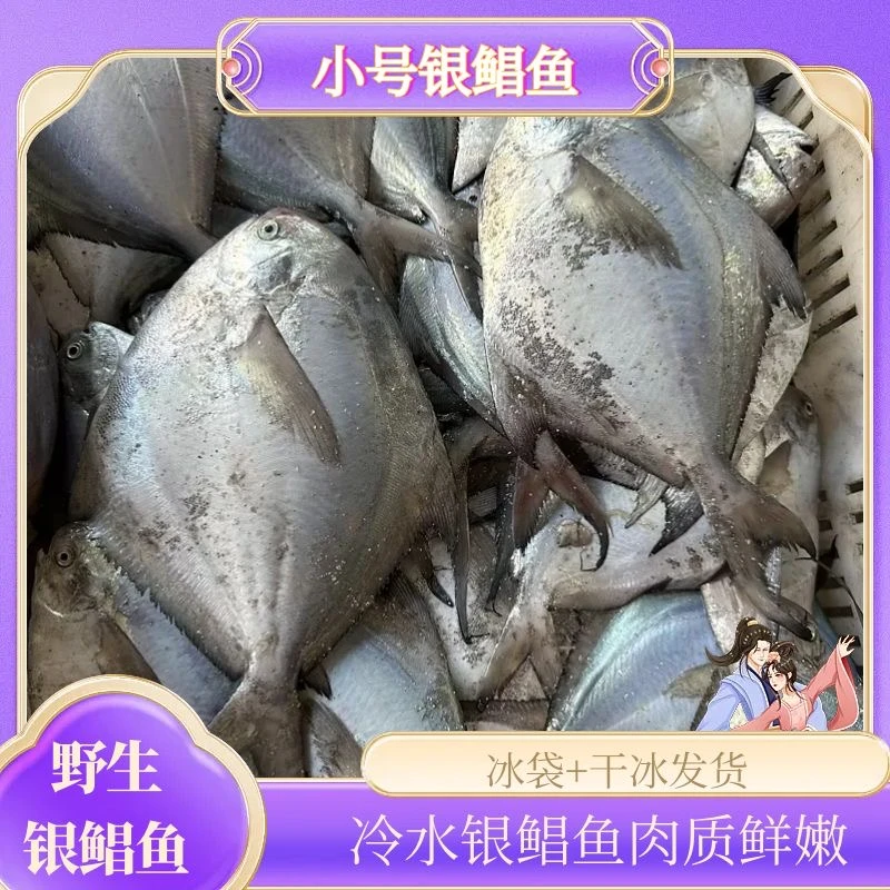 【呱】小号银鲳鱼三斤装一斤13条左右 肉质肥厚速冻发货
