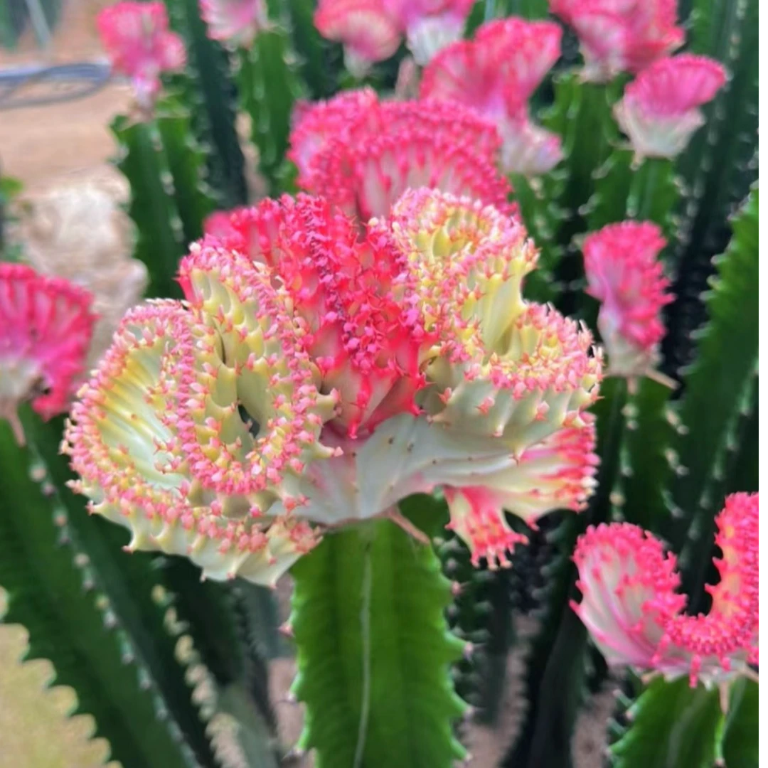 麒麟盆栽仙人掌多肉植物室内绿植客厅净化空气办公室防辐射