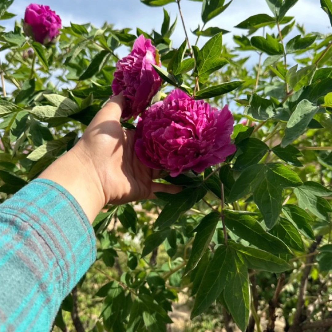 独干花王，紫斑牡丹