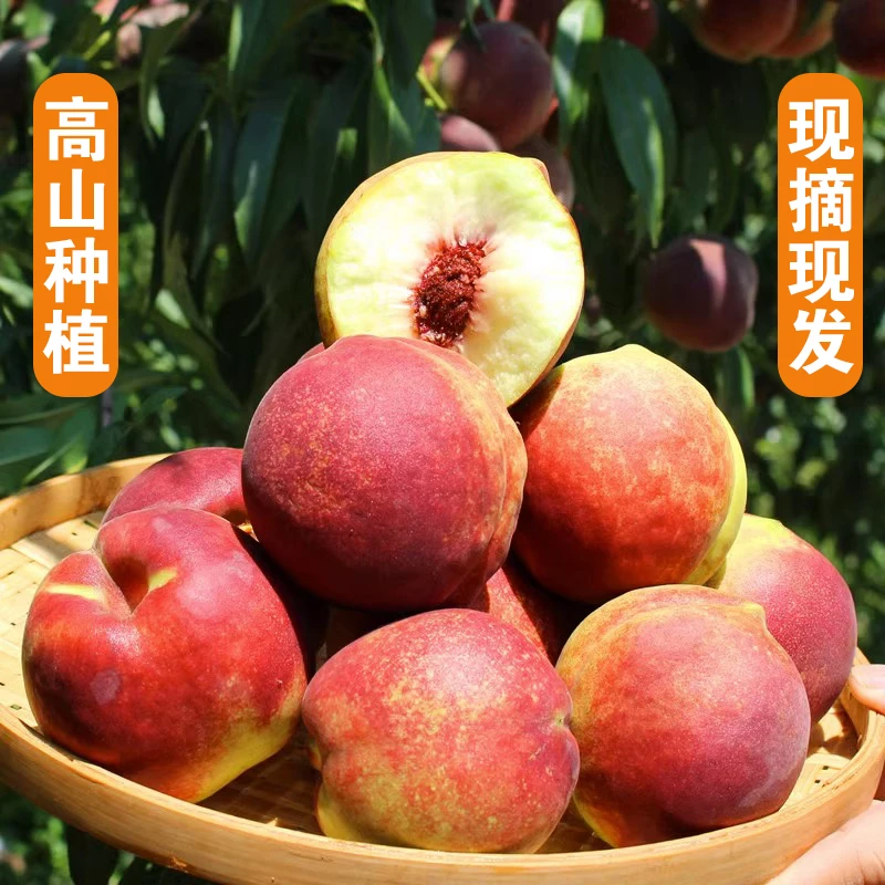 正宗山东蒙阴蜜桃冬雪蜜桃脆甜桃子冬桃现货速发新鲜现摘果园直发