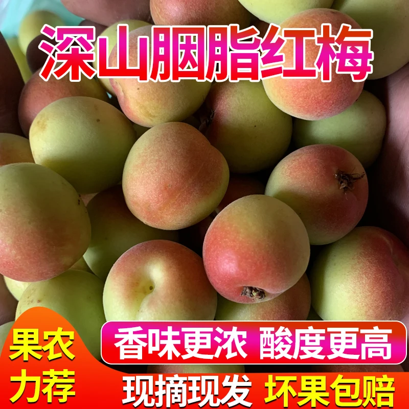 现摘云南高原新鲜胭脂梅红梅泡酒酵素梅酱酸水果3斤/5斤散装包邮