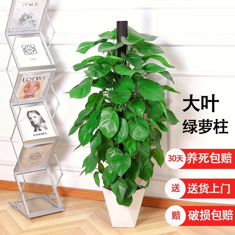 【1.4--1.5米】绿萝柱盆栽绿植物大叶绿植净化空气花卉室内外好养活