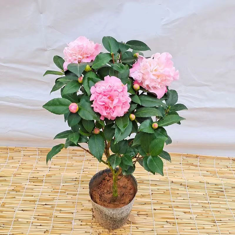 YX大花美人树苗带花苞盆栽浓香好养耐寒耐热花卉室内庭院易活香妃