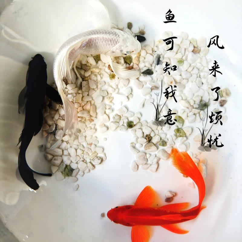 10~15厘米红鹦鹉，兰草混搭