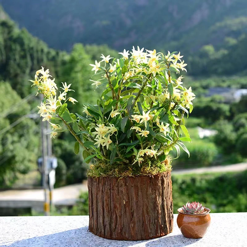 雁荡山铁皮石斛木桩种植春夏季5到6月开花黄色室内外养殖绿植花卉