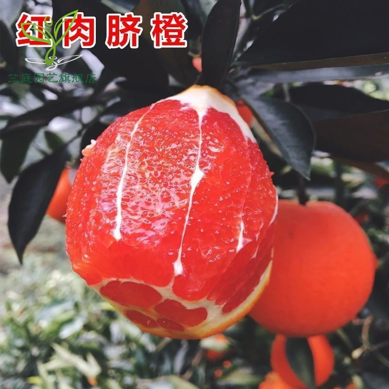 嫁接橙子苗新品种无籽浓甜血橙果树苗盆栽地栽南北方栽植当年结果