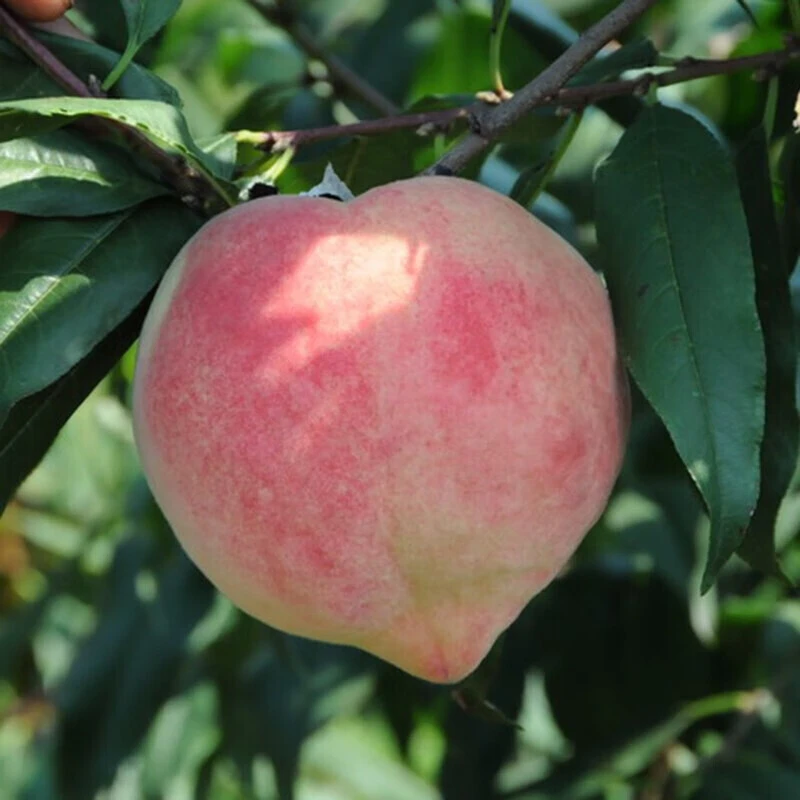 嫁接桃树苗 中华寿桃树苗 圣桃苗 王母红仙桃子树苗当年结果