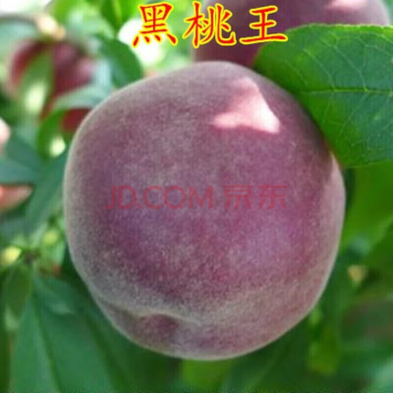 芗苒新品种黑桃王桃树苗黑桃王皇后树苗嫁接桃树苗南北方种植当年