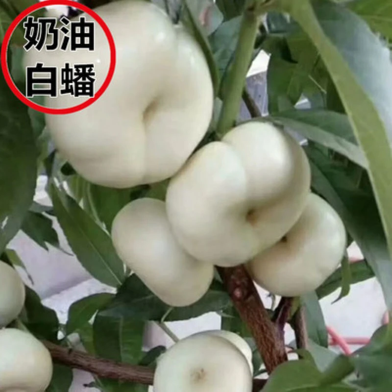 新品种嫁接桃树苗【 奶油白蟠桃】树苗盆栽地栽 南北方种植果树苗