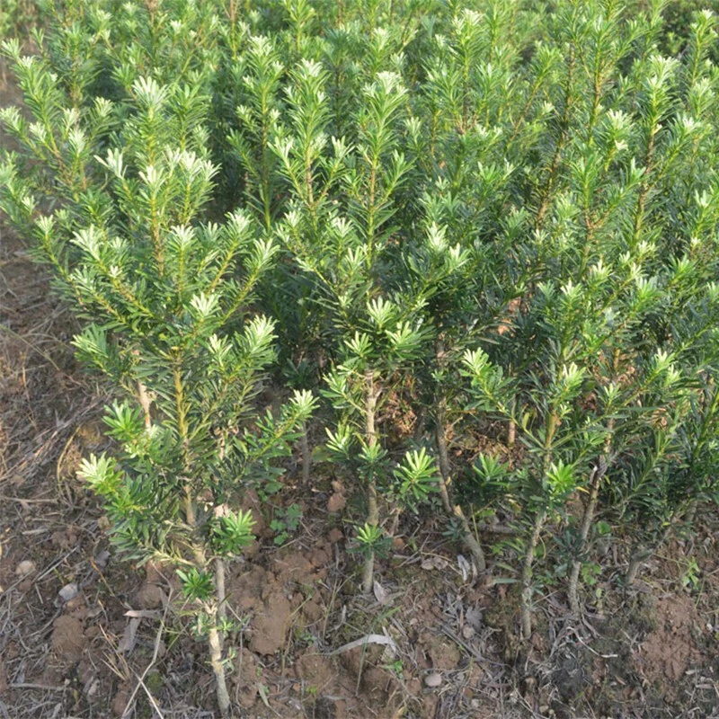 芗苒罗汉松树苗四季常青迎客松庭院室内盆景大小苗盆栽树桩造型苗
