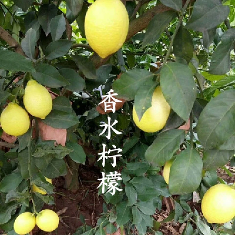 四季香水柠檬树苗水果苗盆栽绿植室内阳台庭院植物果树苗